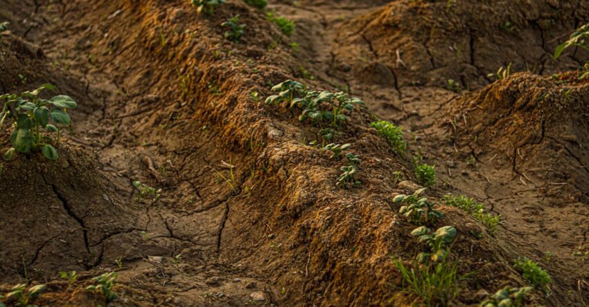 Agyagos talaj kezelése a kertépítésben - praktikus tippek